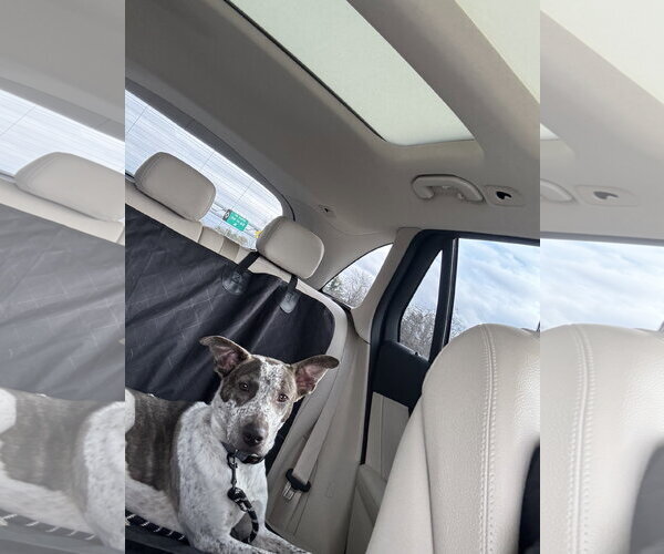 Medium Photo #8 Mutt Puppy For Sale in Woodbury, NY, USA