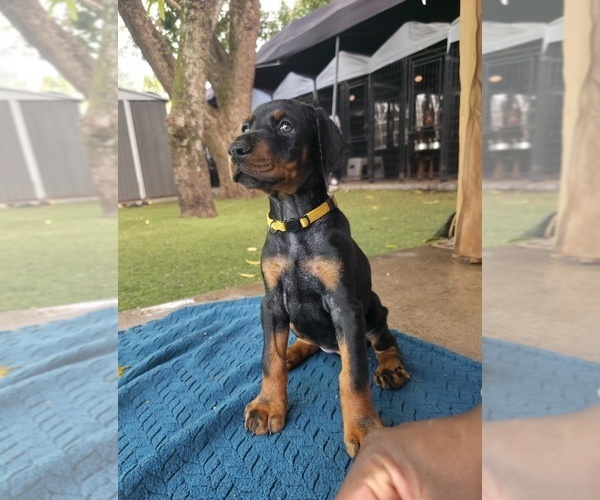 Medium Photo #14 Doberman Pinscher Puppy For Sale in MIAMI, FL, USA
