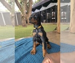 Small #13 Doberman Pinscher