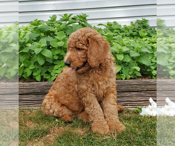 Medium Photo #5 Labradoodle-Poodle (Standard) Mix Puppy For Sale in LEOLA, PA, USA