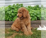 Small Photo #5 Labradoodle-Poodle (Standard) Mix Puppy For Sale in LEOLA, PA, USA