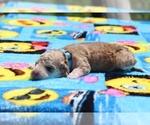 Small Photo #22 Aussiedoodle Puppy For Sale in UNION CITY, TN, USA