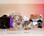 Small #1 Chihuahua