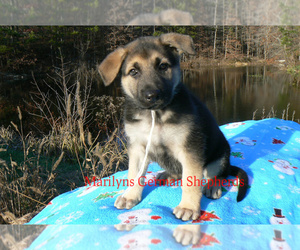 German Shepherd Dog Puppy for Sale in PIEDMONT, Missouri USA