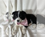 Small #4 Australian Shepherd