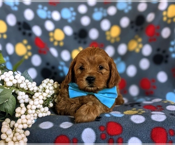 Medium Photo #4 Cavapoo Puppy For Sale in CHRISTIANA, PA, USA