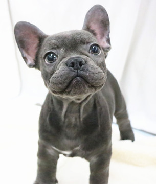 Medium Photo #4 French Bulldog Puppy For Sale in CHICAGO, IL, USA