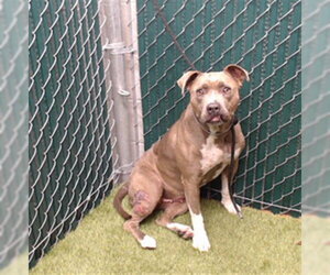 Mutt Dogs for adoption in Downey, CA, USA