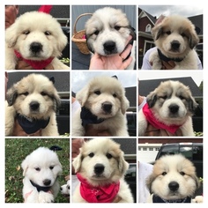 Great Pyrenees Puppy for sale in CHRISTIANA, TN, USA