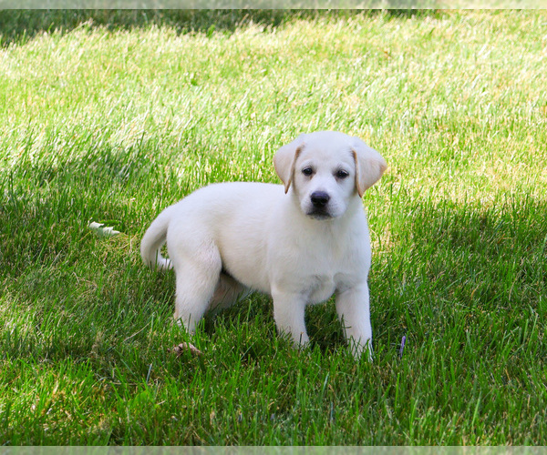Medium Photo #5 Labrador Retriever Puppy For Sale in SYRACUSE, IN, USA