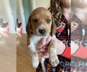 Beagle Puppy for sale in VANCOUVER, WA, USA