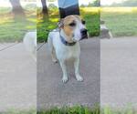 Small #1 Bullboxer Pit