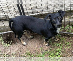 Chiweenie Dogs for adoption in Cranston, RI, USA