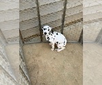 Puppy Snowa F1 Dalmatian