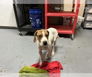 American Pit Bull Terrier-Beagle Mix Dogs for adoption in Ocala, FL, USA