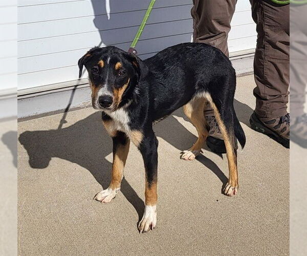 Medium Photo #1 Beagle-Unknown Mix Puppy For Sale in Louisville, KY, USA