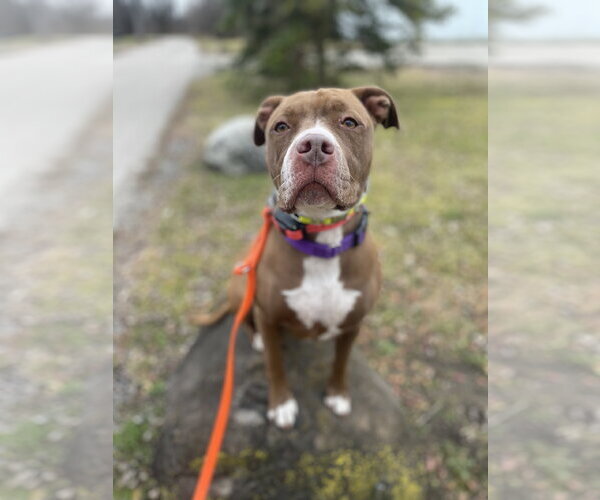 Medium Photo #12 American Pit Bull Terrier-American Staffordshire Terrier Mix Puppy For Sale in Techny, IL, USA