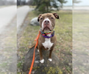 Allie - Female American Pit Bull Terrier-American Staffordshire Terrier Mix Dog for Adoption - Photo #10