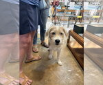 Small #1 Labrador Retriever-Wheaten Terrier Mix
