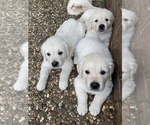 Small Photo #7 English Cream Golden Retriever Puppy For Sale in HOCKLEY, TX, USA