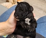 Small Photo #7 Australian Labradoodle-Labradoodle Mix Puppy For Sale in ROY, WA, USA
