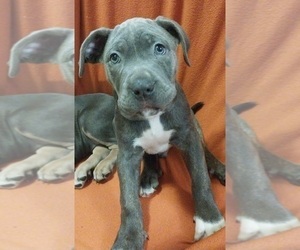 American Bully-Cane Corso Mix Puppy for sale in CHICORA, PA, USA