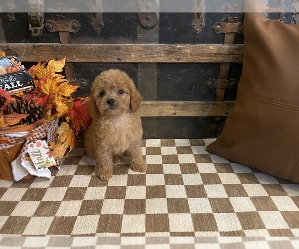 Medium Photo #1 Cavapoo (Miniature) Puppy For Sale in FULTON, KS, USA