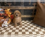 Small Cavapoo (Miniature)