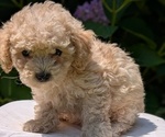 Small #8 Cavapoo