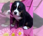 Small Photo #17 Bernese Mountain Dog Puppy For Sale in SHERIDAN, MI, USA