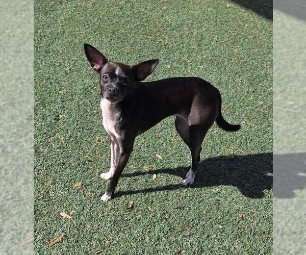 Medium Photo #2 Chiweenie Puppy For Sale in Rockwall, TX, USA