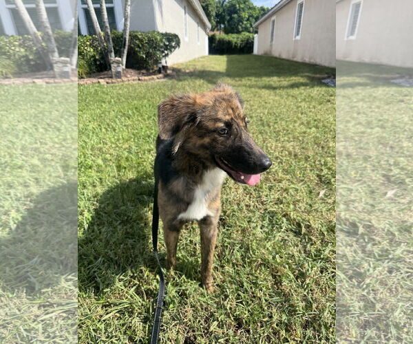 Medium Photo #4 Colonial Cocker Spaniel-Unknown Mix Puppy For Sale in Royal Palm Beach, FL, USA