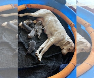Mother of the Labrador Retriever puppies born on 04/15/2019