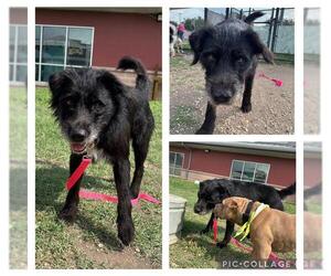 German Shorthaired Pointer-Unknown Mix Dogs for adoption in San Antonio, TX, USA