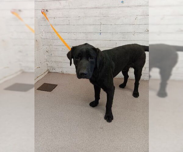 Medium Photo #1 Labrador Retriever-Unknown Mix Puppy For Sale in San Bernardino, CA, USA