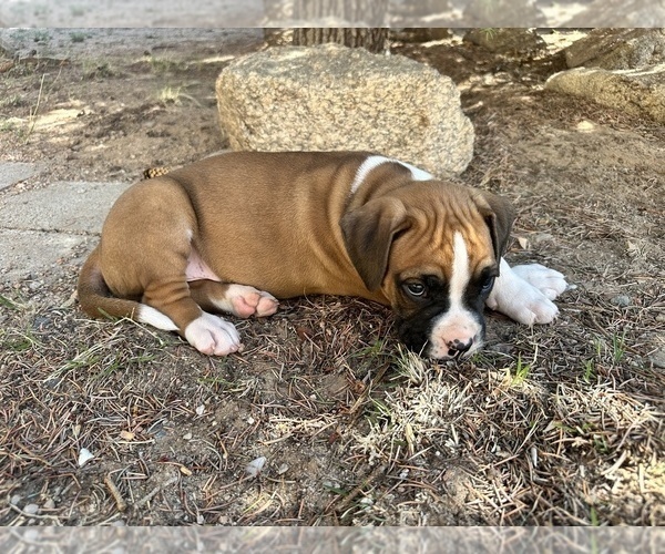 Medium Photo #2 Boxer Puppy For Sale in ESPANOLA, NM, USA