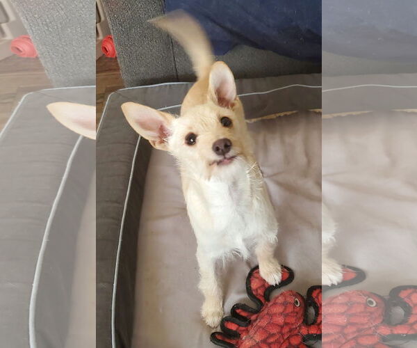 Medium Photo #4 Chihuahua-Unknown Mix Puppy For Sale in Temecula, CA, USA