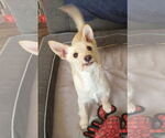 Small #3 Chihuahua Mix