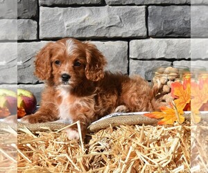 Cavapoo Puppy for sale in SUNBURY, PA, USA
