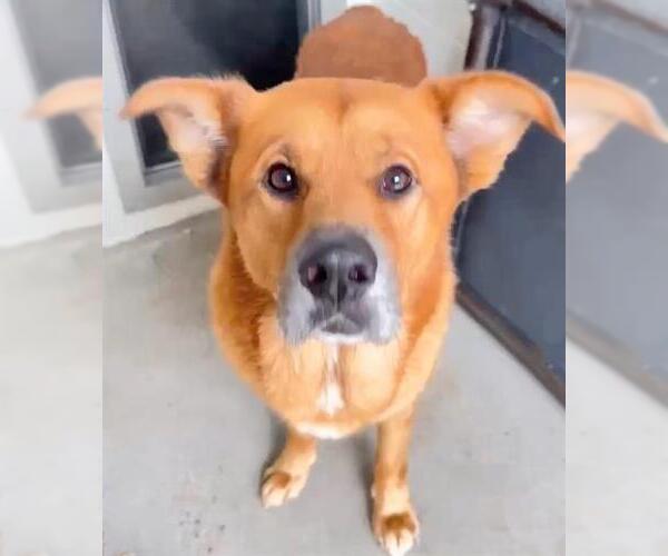 Medium Photo #2 Shepradors Puppy For Sale in Houston, TX, USA