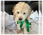Puppy Puppy 8 green Goldendoodle (Miniature)