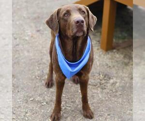 Labrador Retriever Dogs for adoption in San Antonio, TX, USA