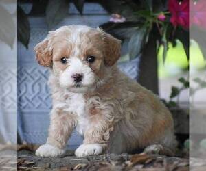 Bichpoo Puppy for sale in RONKS, PA, USA