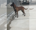 Small Photo #10 Belgian Malinois Puppy For Sale in VACAVILLE, CA, USA