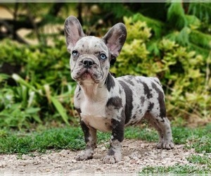 French Bulldog Puppy for sale in LAS VEGAS, NV, USA