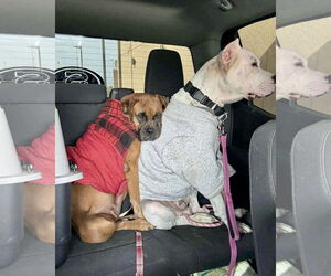 Boxer-Unknown Mix Dogs for adoption in Dumont, NJ, USA