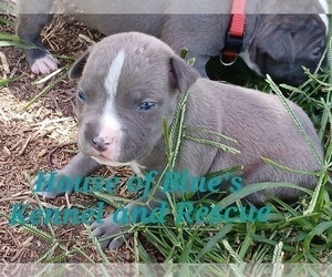 American Pit Bull Terrier Puppy for sale in DELAWARE, OH, USA