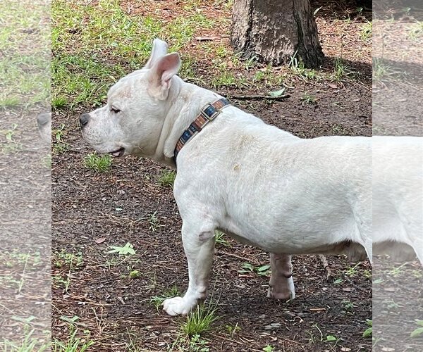 Medium Photo #3 American Bulldog Puppy For Sale in Columbia, SC, USA