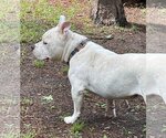 Small Photo #6 American Bulldog Puppy For Sale in Columbia, SC, USA