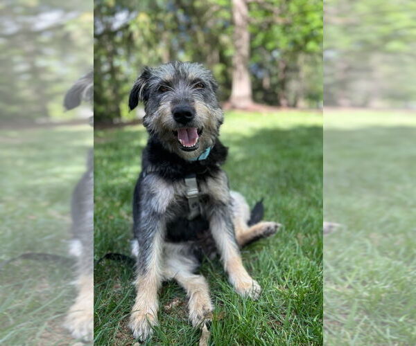 Medium Photo #1 Mutt Puppy For Sale in Lawrenceville, NJ, USA